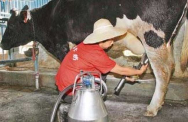 全台53頭牛爆發結核病 農委會:勿喝生乳恐傳染! | 華視新聞