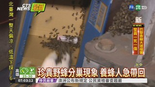 蜜蜂分巢聚集公園 民眾嚇壞了!