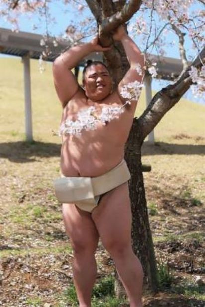 【圖】相撲選手櫻花樹下拍寫真 嫵媚樣讓網友"想打人" | (翻攝網路)