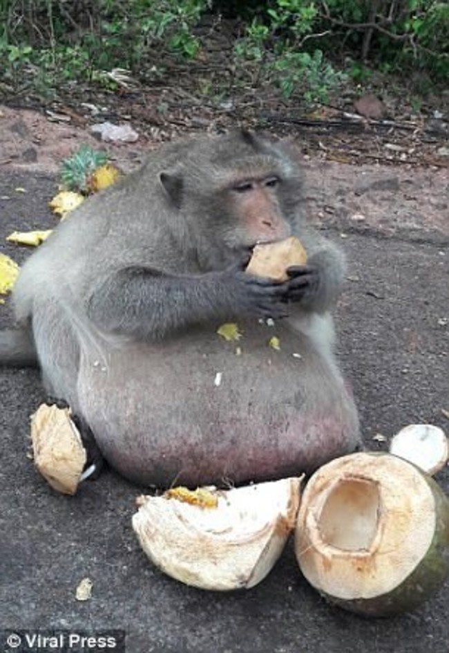 泰國猴子狂吃體重達15公斤 遭送進"減肥營" | 華視新聞