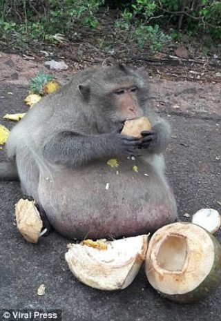 泰國猴子狂吃體重達15公斤 遭送進"減肥營"