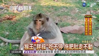 "泰"會吃! 曼谷猴王被迫節食