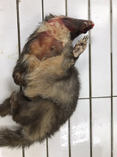 再爆鼬獾咬傷人! 全台遭咬案例達37例 | 罹患狂犬病的鼬獾。