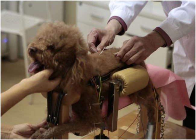大陸流行替寵物"針灸" 緩解動物病痛 | 華視新聞