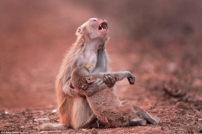 心痛! 攝影師拍下母猴抱子仰天哀號 | 華視新聞