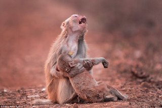 心痛! 攝影師拍下母猴抱子仰天哀號