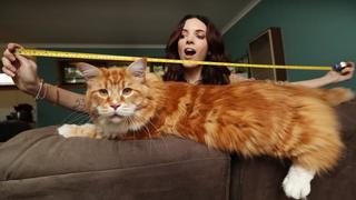 14公斤巨貓120公分 可望打破世界紀錄