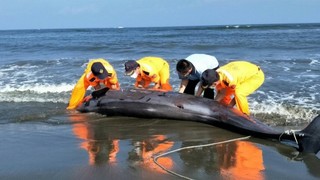 台南北門沿海 驚見偽虎鯨擱淺亡
