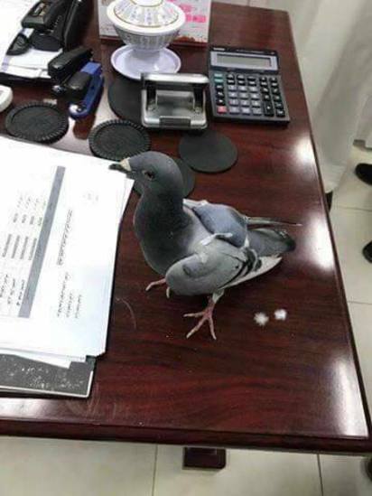 鴿子背綁包包運毒?! 桃園警方否認:沒接到案件 | 網傳鴿子運毒，警方否認。