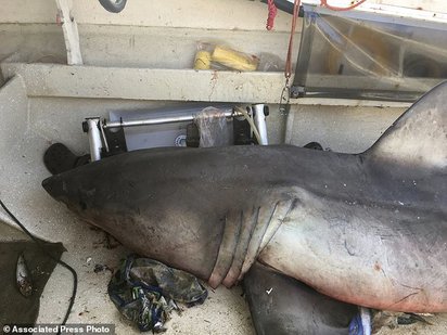 澳洲7旬釣客海釣遇襲 2.7公尺大白鯊躍上甲板 | 這隻大白鯊長達2.7公尺。