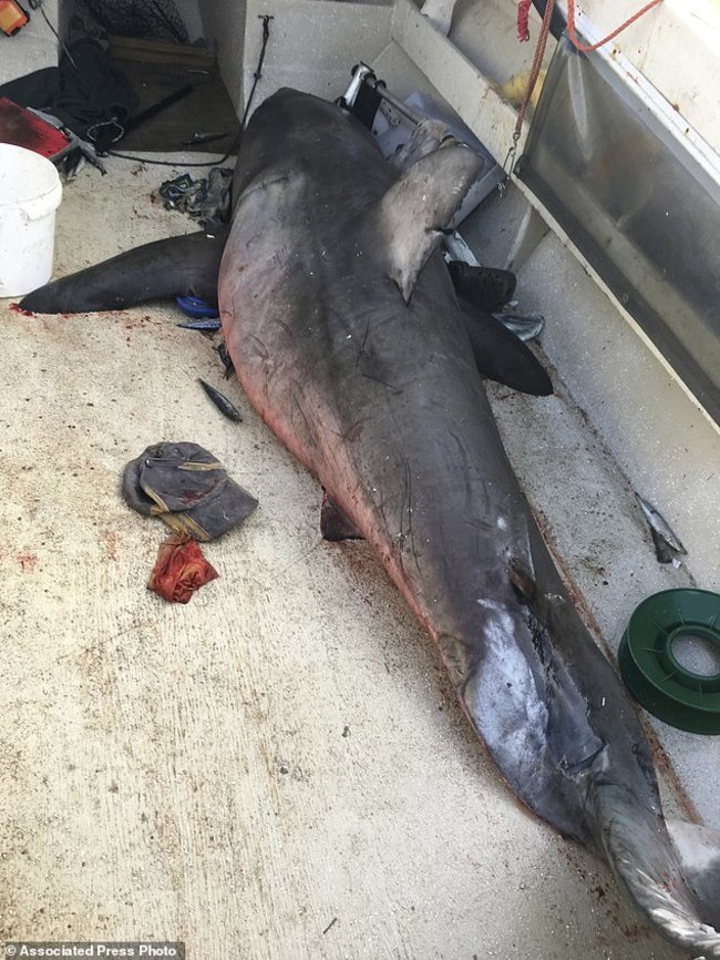 澳洲7旬釣客海釣遇襲 2.7公尺大白鯊躍上甲板 | 華視新聞