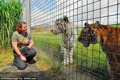 搶救不及! 英國1動物園老虎咬死女管理員 | 死亡管理員生前與老虎的互動。