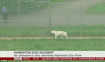 搶救不及! 英國1動物園老虎咬死女管理員 | 空拍白老虎。