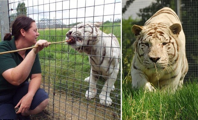 搶救不及! 英國1動物園老虎咬死女管理員 | 華視新聞