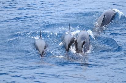 【影】幸運! 花蓮外海偽虎鯨成群現身 抹香鯨也來了 | 偽虎鯨。多羅滿賞鯨公司提供