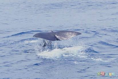 【影】幸運! 花蓮外海偽虎鯨成群現身 抹香鯨也來了 | 抹香鯨。多羅滿賞鯨公司提供