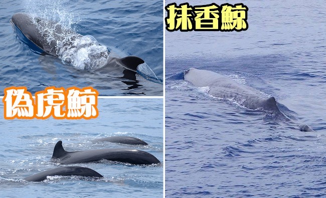 【影】幸運! 花蓮外海偽虎鯨成群現身 抹香鯨也來了 | 華視新聞