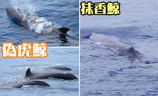 【影】幸運! 花蓮外海偽虎鯨成群現身 抹香鯨也來了