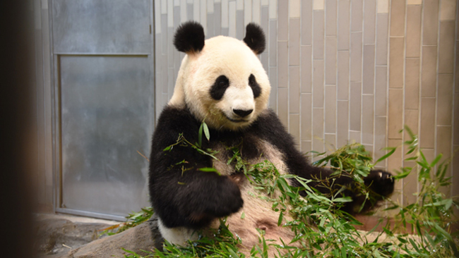 東京上野動物園 大貓熊真真順利產子 | 華視新聞