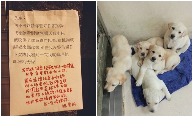 鄰居警告"修理你的狗" 飼主霸氣回應被推爆! | 華視新聞