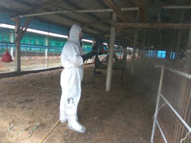 台南養雞場發現雞隻罹患禽流感 撲殺3.4萬隻 | 華視新聞