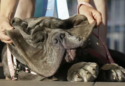 全球最醜狗狗 冠軍是她「口水狂噴皮超垮」 | 