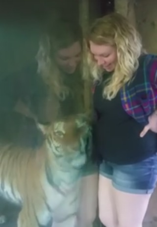 感人! 動物園老虎隔著玻璃臉蹭孕婦撒嬌