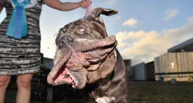 全球最醜狗狗 冠軍是她「口水狂噴皮超垮」 | 華視新聞