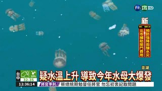 珍珠水母湧入漁港 民眾搶撈