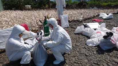 高樹肉鴨場驗出禽流感 已撲殺2萬多隻 | 撲殺。