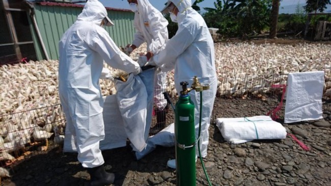 高樹肉鴨場驗出禽流感 已撲殺2萬多隻 | 華視新聞