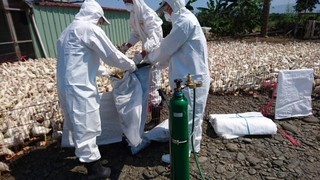 高樹肉鴨場驗出禽流感 已撲殺2萬多隻