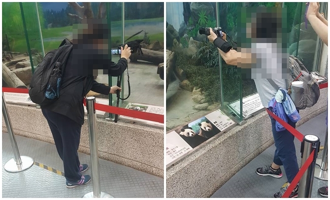 相機當放大鏡? 她倆越線拍熊貓網友怒了 | 華視新聞