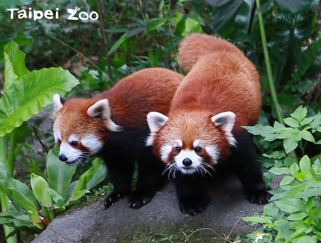 好萌! 動物園可愛小貓熊又產雙胞胎 | 華視新聞