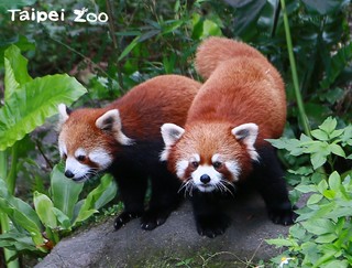好萌! 動物園可愛小貓熊又產雙胞胎