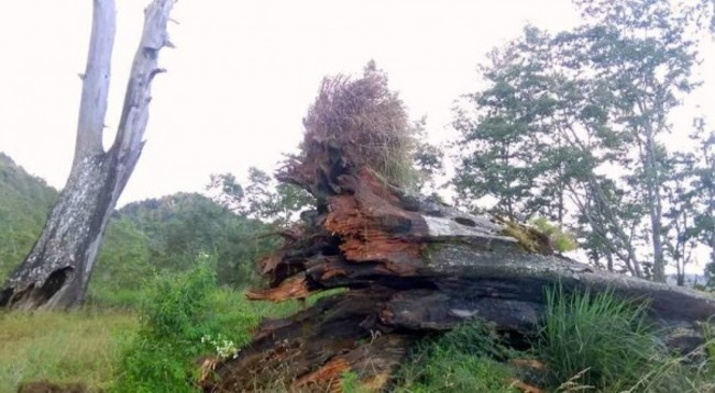 塔塔加夫妻樹「夫樹」倒了 「妻樹」也岌岌可危... | 華視新聞