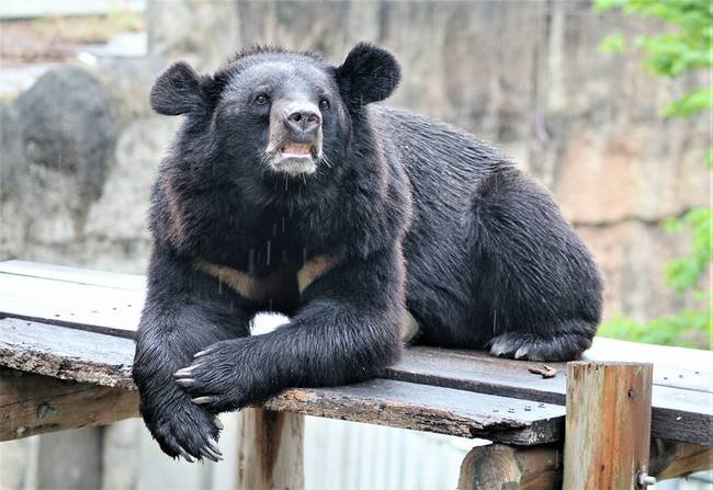 台灣黑熊爬出獸欄 壽山動物園全力誘捕 | 華視新聞