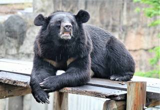 台灣黑熊爬出獸欄 壽山動物園全力誘捕
