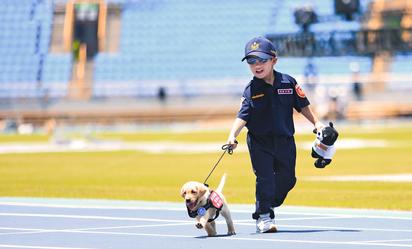 【圖】萌到太犯規! 警犬六小萌到世大運場館實習 | 小警犬和小小警察巡視場館。