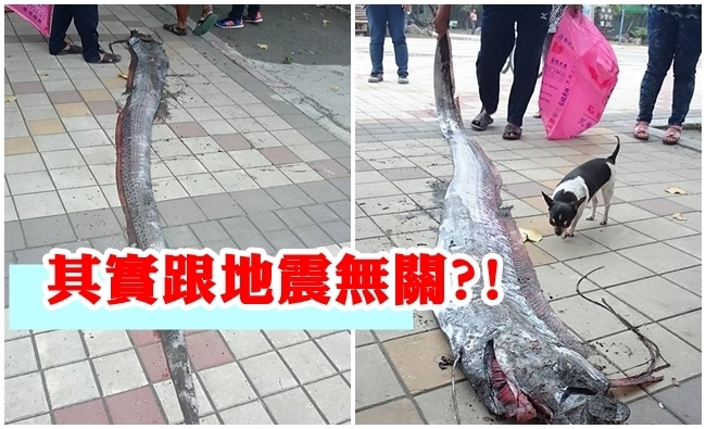 日本研究:見深海魚不能當作大地震徵兆 | 華視新聞