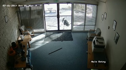 【影】另類暴怒客訴? 山羊撞破辦公室玻璃門 | (翻攝Youtube)