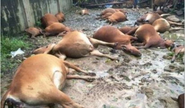 天然電燒牛排? 陸40頭牛被雷劈死 | 華視新聞