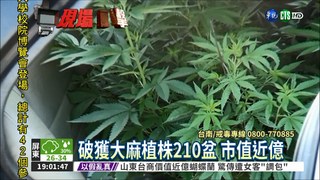 台南破獲大麻工廠 市值近億