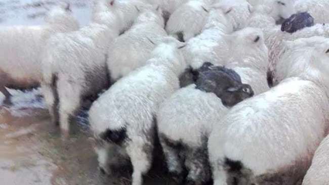 紐西蘭野兔搭順風車 騎綿羊逃離水災 | 華視新聞