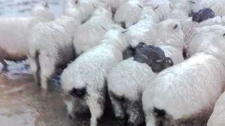 紐西蘭野兔搭順風車 騎綿羊逃離水災