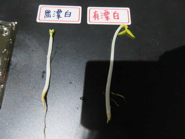 新北2豆芽菜廠涉加漂白劑12年 銷毀2194公斤 | 華視新聞