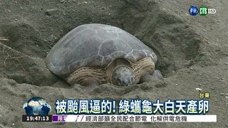 被颱風逼的! 綠蠵龜大白天產卵