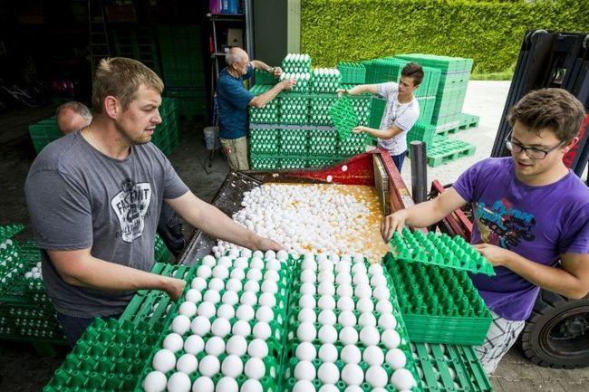 荷蘭毒雞蛋流入德國 數百萬顆蛋下架 | 華視新聞