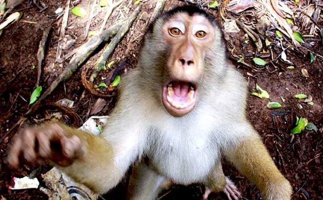 爪哇”猴”滿為患 政府找狙擊手殲滅 | 華視新聞