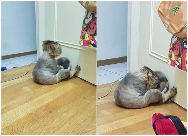 【圖】寵物的毛別亂剃 這隻貓咪面壁超難過 | 華視新聞